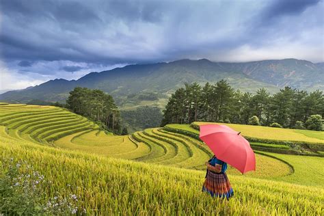 photo, person, standing, rice terraces, agriculture, clouds ...