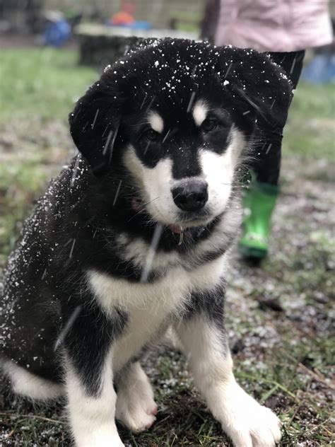 Alaskan Malamute Puppies For Sale | Vancouver, WA #321533