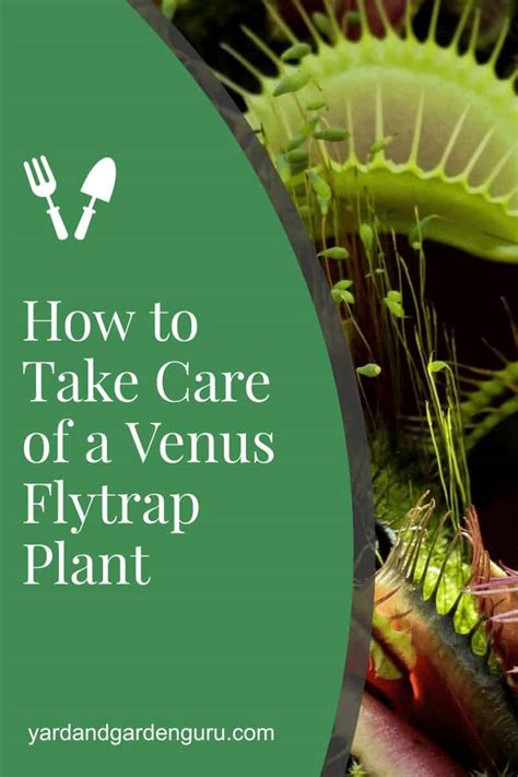 How to Care for Venus Fly Trap Plant