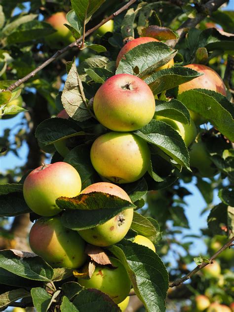 Free Images : branch, fruit, flower, orchard, food, red, produce ...