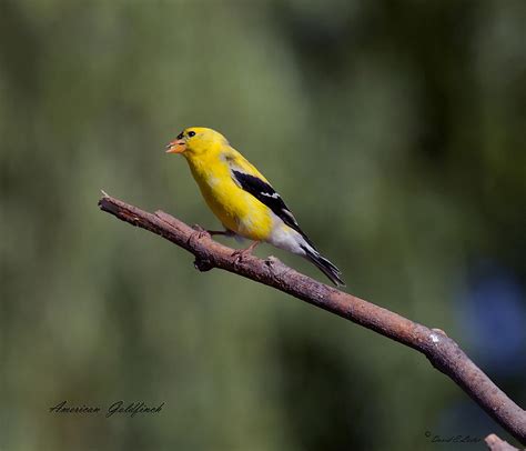 American Goldfinch Feeding Photograph by David Lester - Fine Art America