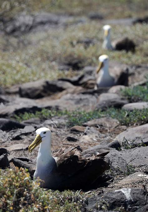 Waved albatross – In Darwin's footsteps