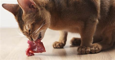 Why Are Cats Obligate Carnivores? - Cat-World