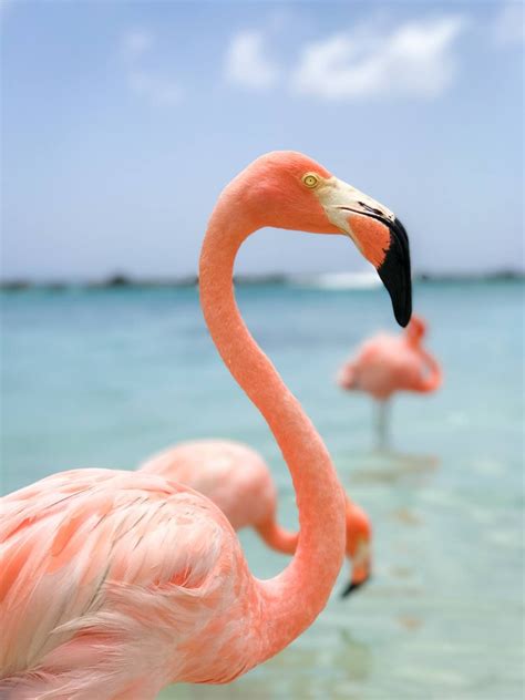 How to Visit Flamingos in Aruba: Renaissance Private Island