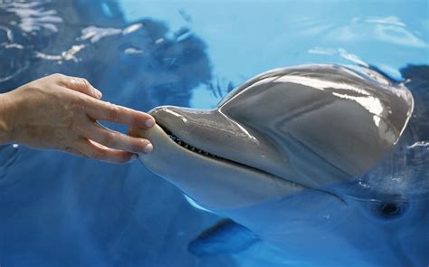 Dolphin's prosthetic tale comes to the big screen - Photo 4 - CBS News