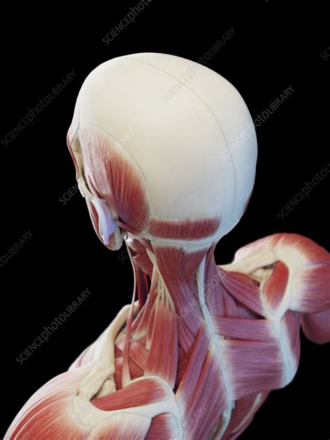 Superficial neck muscles, illustration - Stock Image - F038/2283 - Science Photo Library