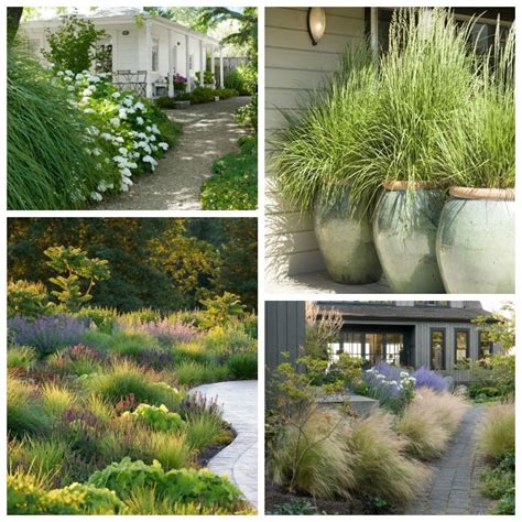 Beautiful Ornamental Grasses for the Garden | Grasses landscaping ...