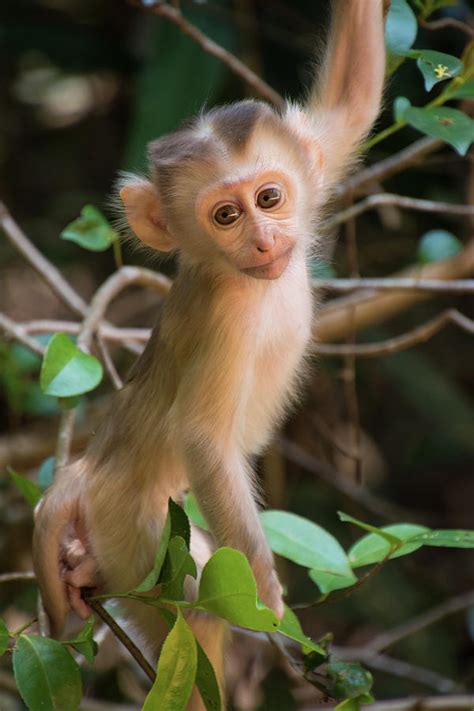 Baby Monkey climbing Tree Photograph by Maximilian Wollrab | Pixels