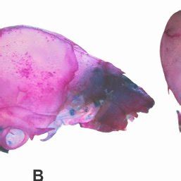 Desmodus rotundus skull in D stage of development. A, Rostral; B ...