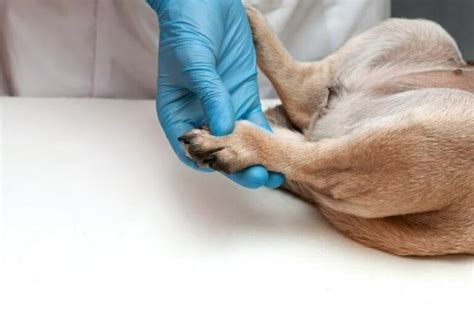 Interdigital Cysts In Dogs - Causes, Treatment And Prevention Tips ...