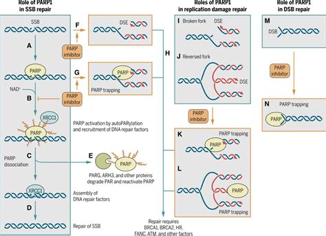 Laying a trap to kill cancer cells: PARP inhibitors and their ...