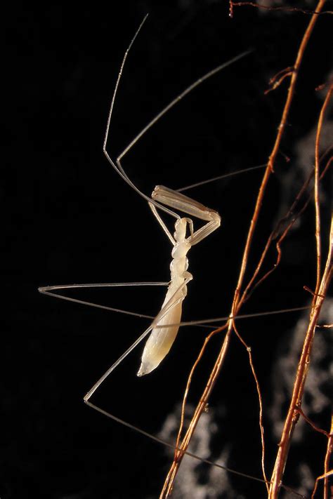 The weird creatures inhabiting the lava tubes of Hawaii - Geographical