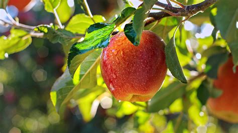 Helping Michigan growers pick the best hard cider apples | MSUToday ...