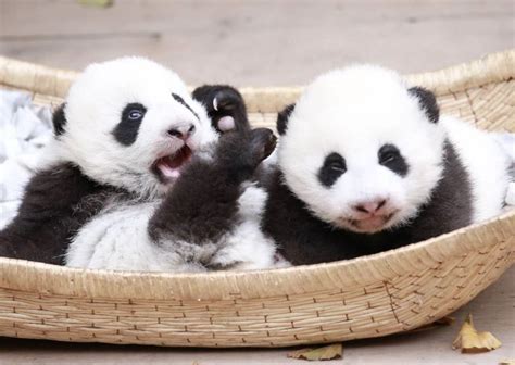 Twin giant panda cubs die of multiple organ failure in China - Xinhua ...