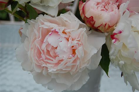 White Peonies Desktop Wallpaper - WallpaperSafari