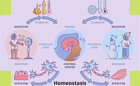 Homeostasis-Definition, Objectives, Examples, Importance, and Levels of Homeostasis