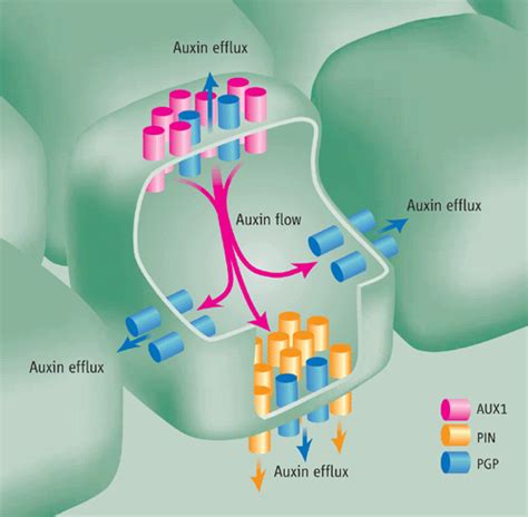 Auxin Transport, but in Which Direction? | Science