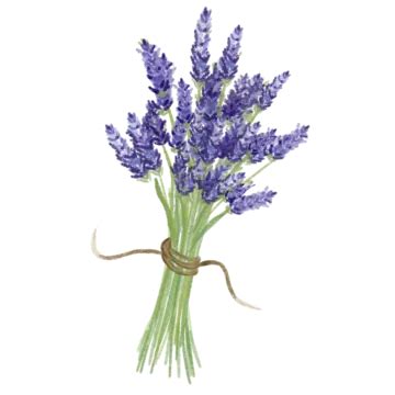 Lavender Flower Illustration, Illustration Of Lavender Flowers, Lavender Bouquet, Lavender PNG ...