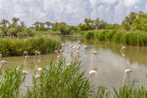 Regional Nature Park of the Camargue Stock Photo - Image of countryside, shore: 144463574