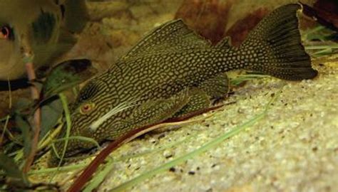 What Is the Difference Between Plecostomus & Algae Eaters? | Animals ...