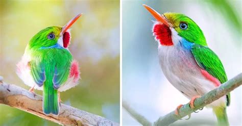 Cuban Tody: Hummingbird-Sized Jewel Of The Caribbean