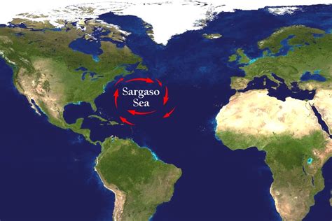 Where is the invading sargasso coming from? - The Yucatan Times