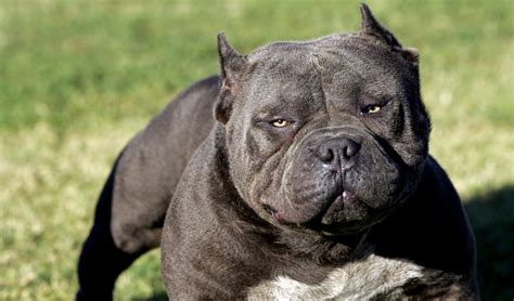 20 Strongest Dog Breeds In the World