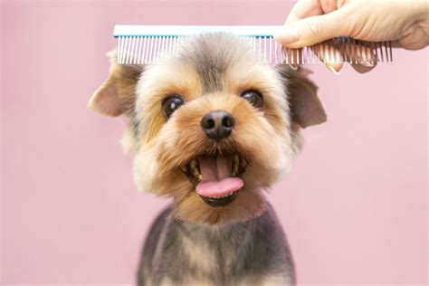 Finding the Perfect Dog Groomer for Your Dog - This Dogs Life