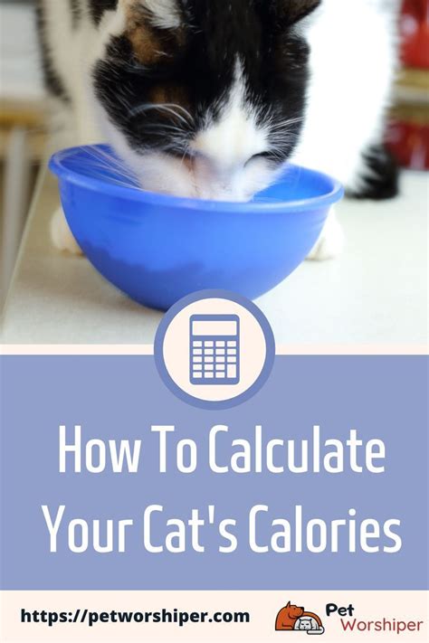 Cat Calorie Calculator - How Much Cat Food Does Your Kitten Need? | Cats, Cat feeding, Best cat food