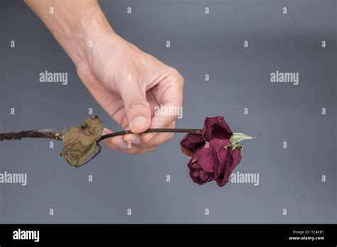 A withered rose Stock Photo - Alamy