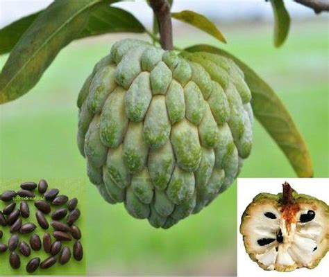 Custard Apple Tree - Sere Fruit