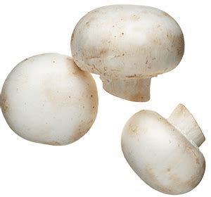 White Mushroom transparent PNG - StickPNG