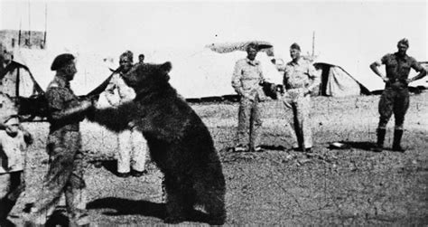 How Wojtek The Beer-Drinking Bear Became A World War II Hero