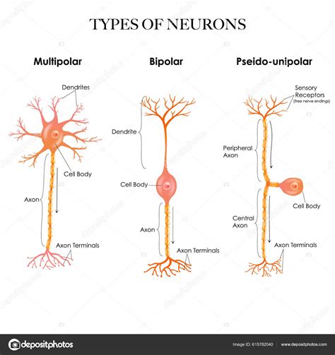 Diagram Of Neuron Anatomy Stock Vector Illustration Of