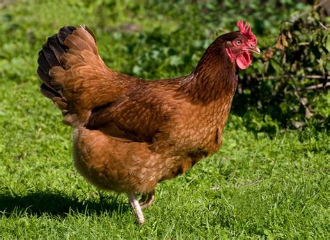 What Does a Rhode Island Red Hen Look Like? (My Favorite Breed!) - The ...