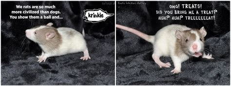 Baby rat about rat behavior | Baby rats, Rats, Animals