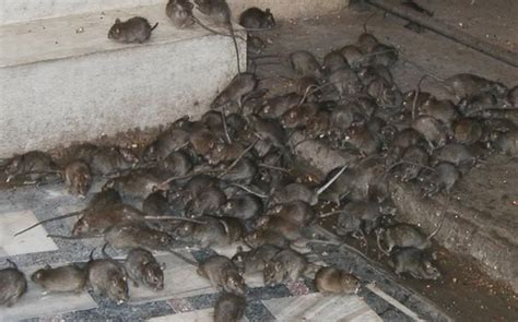 How To Prevent Mouse Infestations - The Pest Experts Ayrshire