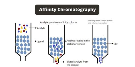 Affinity chromatography - Principle, Types, Steps, Applications ...