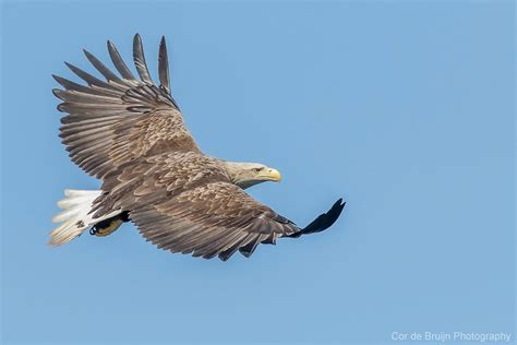 White-tailed Eagle on Behance