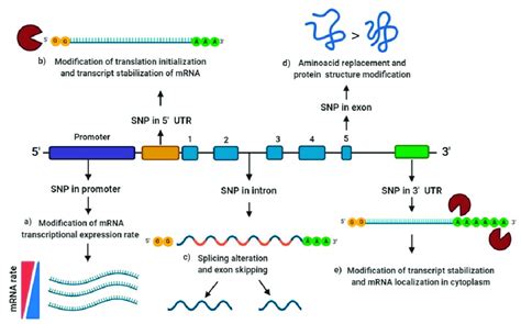 Functional effect of single nucleotide polymorphisms (SNPs) according... | Download Scientific ...