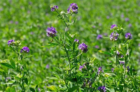 Alfalfa | Nutritious Forage Crop, Livestock Feed & Soil Enhancer | Britannica