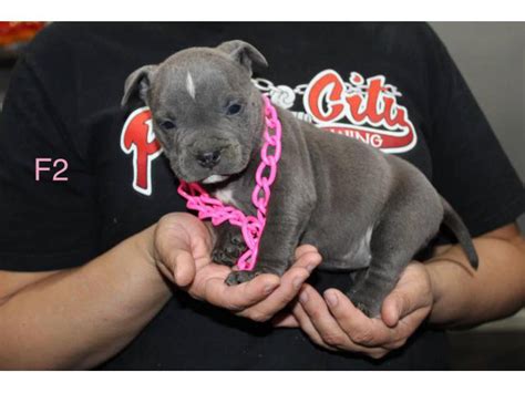 Adorable American pocket bully's puppies for rehoming Stockton ...