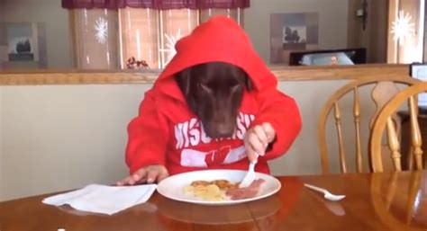 Un chien habillé mange à table comme un humain - Vidéos MDR