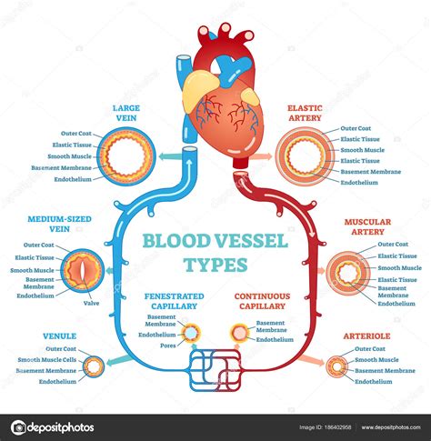 Blood vessel types anatomical diagram, medical scheme. Circulatory ...