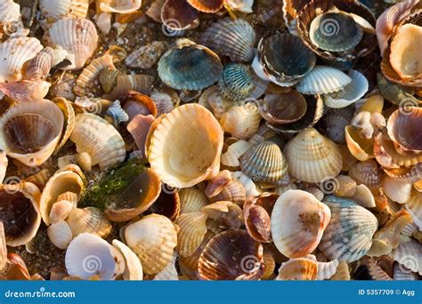 Sea-shell texture stock image. Image of nature, shell - 5357709