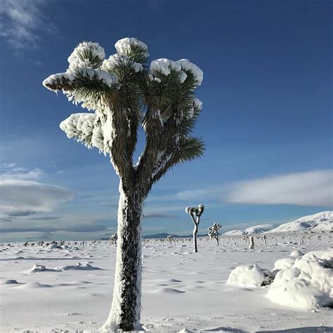 Joshua Tree in the Snow Photograph by Perry Hoffman - Fine Art America