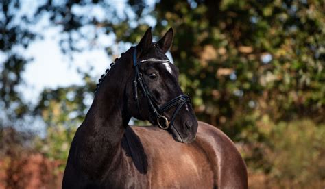 The Hanoverian Horse Breed Profile - Helpful Horse Hints