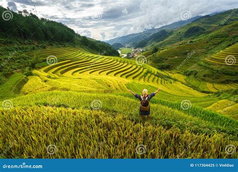 Terraced Rice Field in Harvest Season with Ethnic Minority Woman on ...