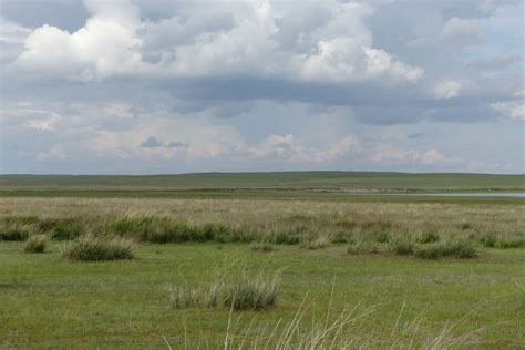 Free Images : horizon, field, meadow, prairie, morning, herd, pasture, grazing, agriculture ...