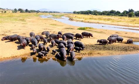 We're messing up the way hippo poo keeps rivers healthy - Futurity